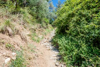 Una parte del sendero entre Moterosso y el Santuario Soviore, Cinco tierras, Italia